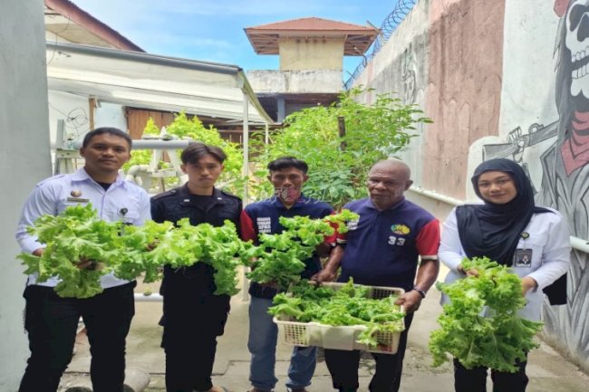 Hijaukan Dapur Lapas, Warga Binaan Lapas Wahai Konsisten Panen Tomat dan Selada Segar 
