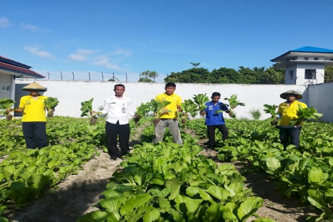 Kembali Buktikan Keberhasilan Program Ketahanan Pangan, Lapas Namlea Panen 50 Ikat Sawi