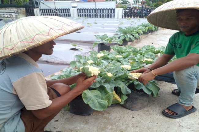 Warga Binaan Panen Kembang Kol, Bukti Pembinaan Produktif di Lapas Banjarmasin