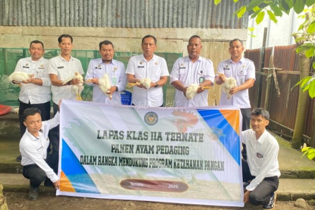 Dukung Ketahanan Pangan, Lapas Ternate Panen 100 Ekor Ayam dari Program Pembinaan