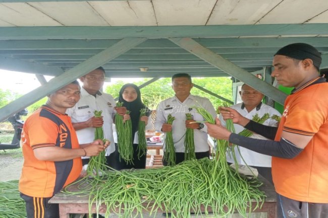 Lapas Piru Panen 30 Ikat Kacang Panjang, Perkuat Program Kemandirian dan Dukung Ketahanan Pangan