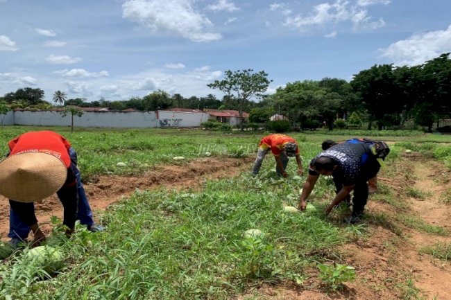 Lapas Atambua Kembali Panen Lima Ton Semangka Hasil Produktivitas Warga Binaan