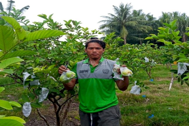 Warga Binaan Lapas Palu Panen 35 Kg Jambu Kristal di Lahan SAE Desa Langaleso