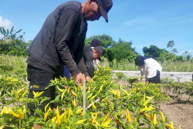 Lagi, Hasil Panen Cabai Lapas Namlea Diorder Pedagang Sayur Lokal