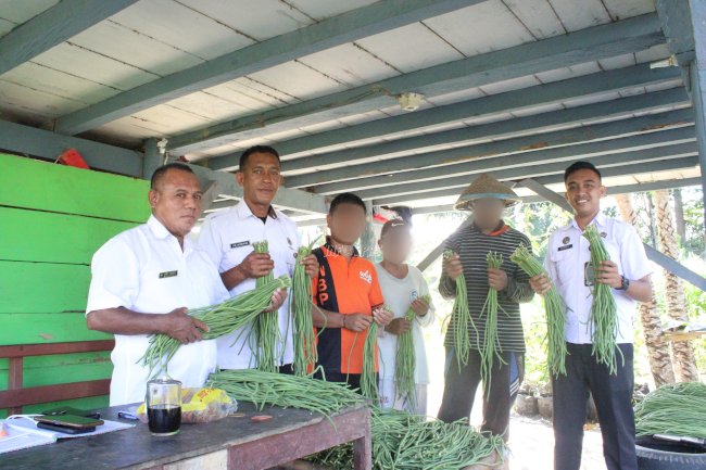 Panen 60 Ikat Kacang Panjang, Lapas Piru Perkuat Pembinaan Kemandirian Warga Binaan