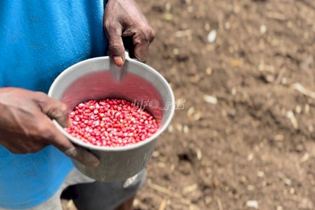 Warga Binaan Lapas Atambua Tanam Jagung Hibrida Lahan Seluas 1 Hektare