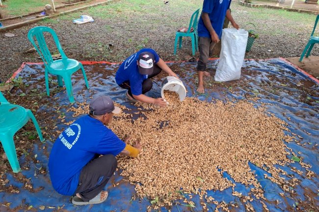 Panen 60 Kg Kacang Tanah di SAE, Warga Binaan Lapas Batang Siap Mandiri