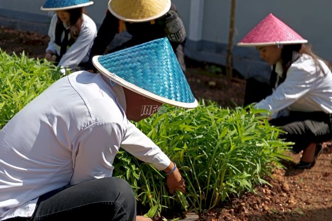 Dari Lahan Kosong ke Kebun Produktif, Rutan SoE Panen 24 Kg Kangkung