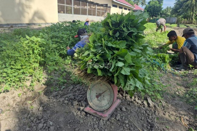 Panen 30 Kg Bayam, Warga Binaan Lapas Palu Perkuat Program Pertanian Berkelanjutan