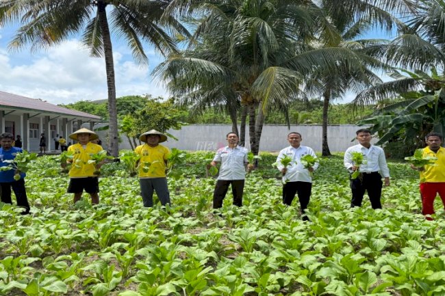 Lagi, Lapas Namlea Sukses Penen 100 Ikat Sawi Hibrida 