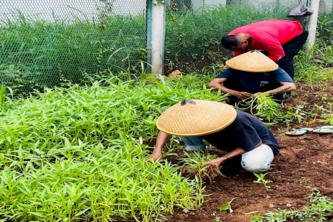 Lapas Cipinang Kembangkan Ketahanan Pangan, Panen Aneka Sayuran Libatkan Peserta Magang 