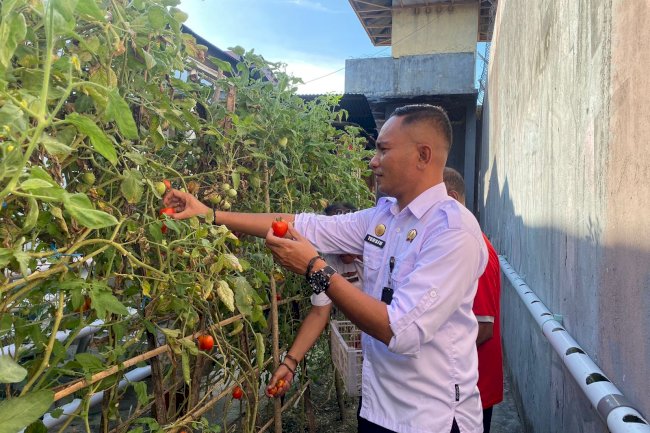 Warga Binaan Lapas Wahai Panen Tomat, Wujudkan Ketahanan Pangan Mandiri