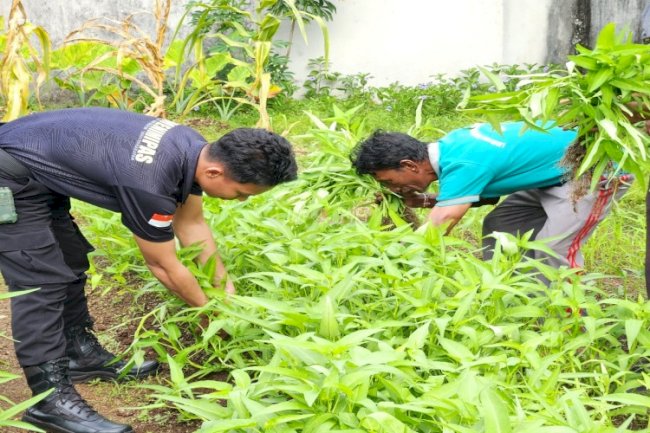 Panen Sayur Kangkung, Lapas Tual Terus Produktif dan Konsisten Dukung Program Ketahanan Pangan