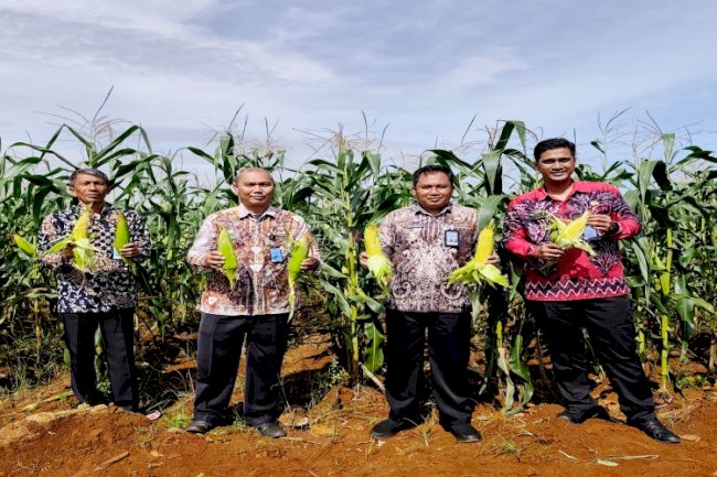 Rutan Pelaihari Panen 826 Kg Jagung Manis Hasil Program Pembinaan Kemandirian