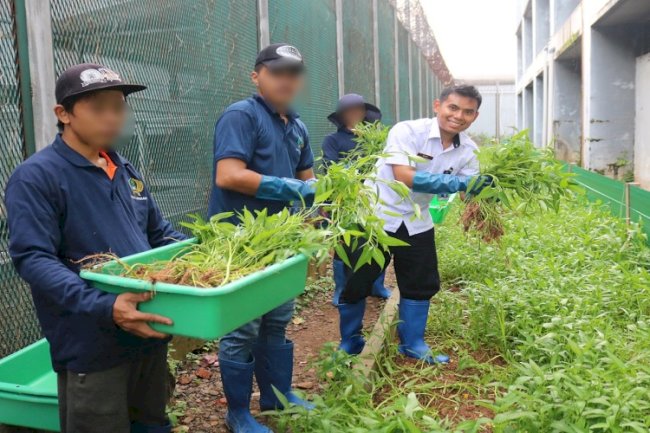 Lapas Cibinong Panen 120 Kg Kangkung, Bukti Keberhasilan Pembinaan Warga Binaan yang Mandiri dan Produktif