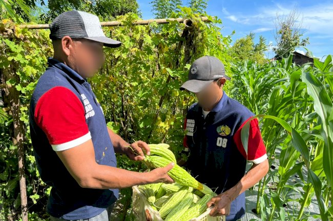 Hasilkan Pare Segar, Warga Binaan Lapas Wahai Semakin Produktif