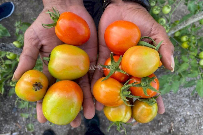 Berkah Desember, Lapas Namlea Panen 55 Kg Tomat dari Program SAE