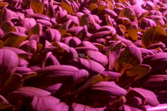 Manfaatkan Lahan Terbatas, Bapas Jambi Panen 40 Kg Pakcoy Hidroponik