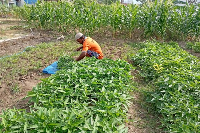 Warga Binaan Lapas Palu Panen 30 Kg Kangkung, Perkuat Program Ketahanan Pangan