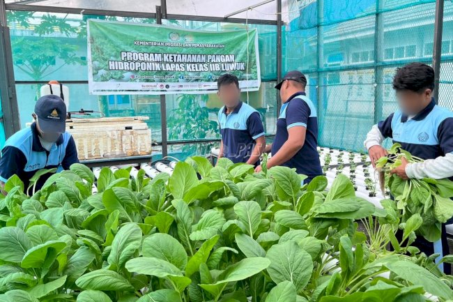 Konsisten Berkebun Sawi Hidroponik, Lapas Luwuk Catat Panen Kesekian Kali