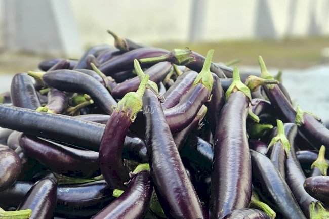 Program Ketahanan Pangan Konsisten, Lapas Kuala Tungkal Kembali Panen Terung