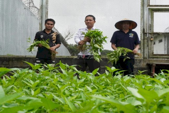 Produktif dan Mandiri, Lapas Narkotika Karang Intan Panen Kangkung Hasil Pembinaan Warga Binaan