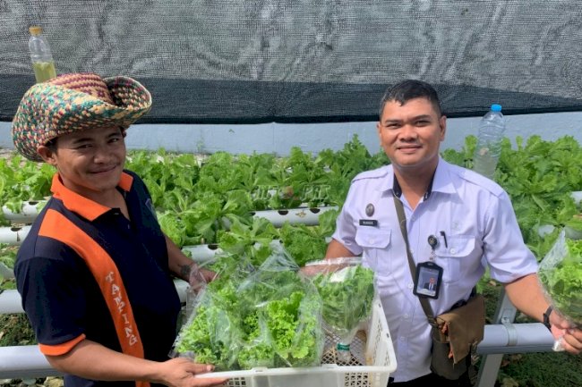 Perkuat Ketahanan Pangan, Lapas Kotabaru Panen Selada dan Gandeng Mitra Usaha