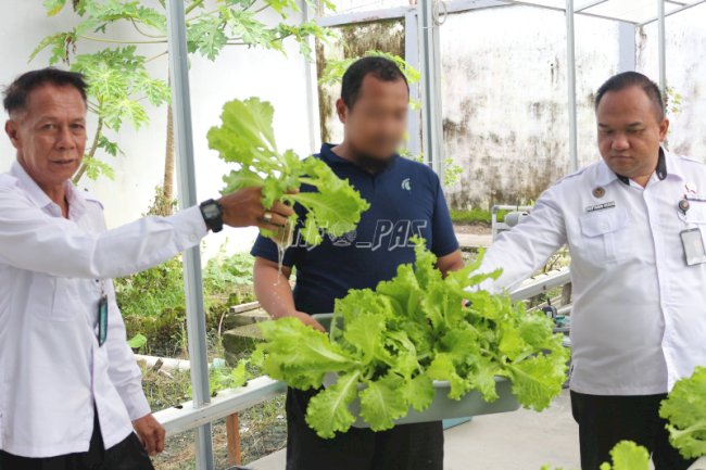 Pembinaan Bernilai Ekonomi, Lapas Banjarmasin Panen Selada Hidroponik