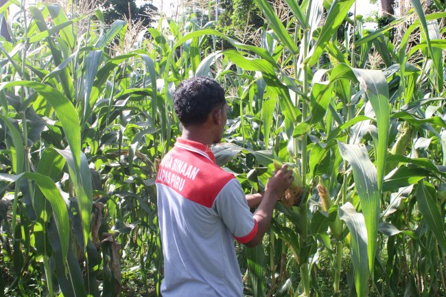 Panen Jagung Jadi Ruang Belajar Reintegrasi Sosial Warga Binaan Lapas Piru