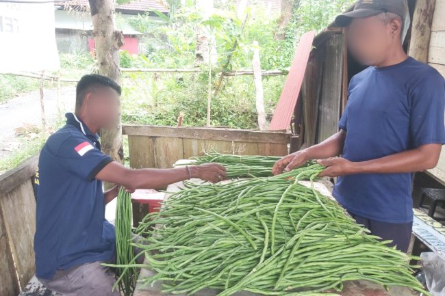 Berkebun di Luar Tembok, Warga Binaan Lapas Ambon Panen 45 Kg Kacang Panjang
