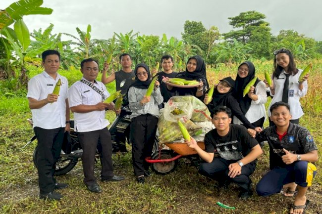 Lapas Pangkalpinang Tutup Tahun 2025 dengan Panen 113 Kg Jagung Manis