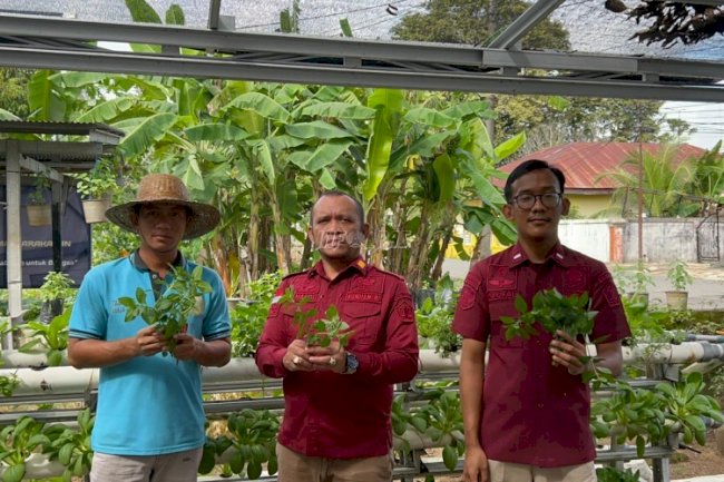 Meski Lahan Terbatas, Rutan Rantau Sukses Panen Daun Mint 