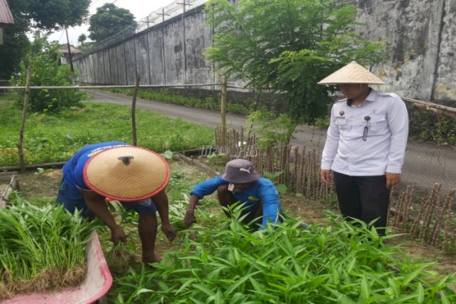 Warga Binaan Lapas Ambon Panen Kangkung di Luar Komplek Lapas