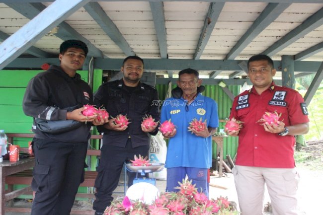 Lapas Piru Panen 13,5 Kg Buah Naga, Bukti Sukses Kemandirian Warga Binaan 
