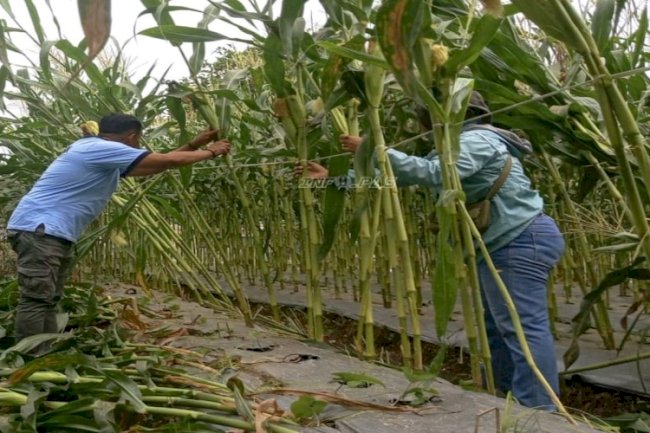Lapas Wahai Siaga Bencana, Ribuan Tanaman Jagung Dilindungi dari Ancaman Angin Kencang