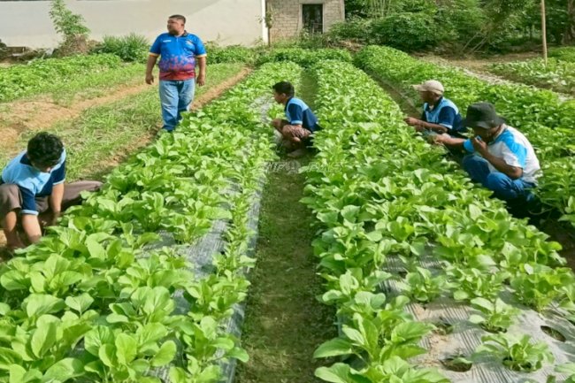Pertanian di Lapas Tolitoli Hasilkan 30 Kg Sayuran Segar per Hari