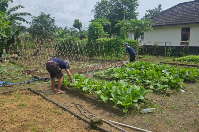 Pembinaan Produktif, Lapas Pangkalpinang Kembangkan Kemandirian Pangan