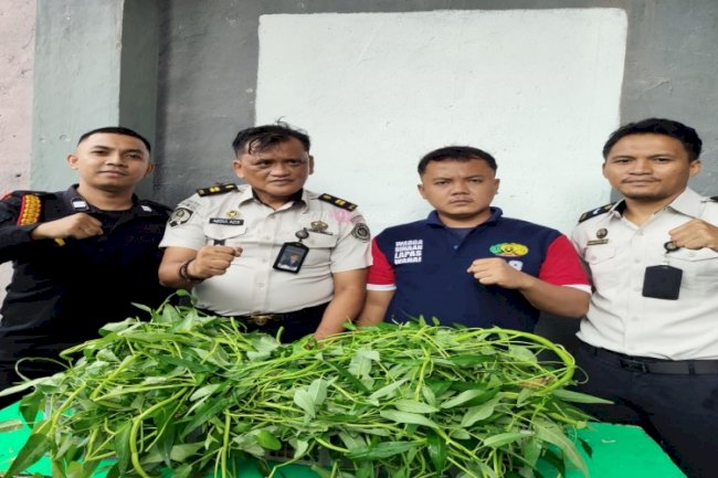 Semangat Kemandirian di Awal Tahun, Warga Binaan Lapas Wahai Panen Kangkung Hidroponik