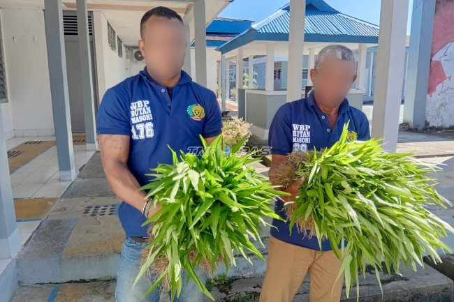 Panen Kangkung Awal 2026, Rutan Masohi Tunjukkan Hasil Pembinaan Produktif