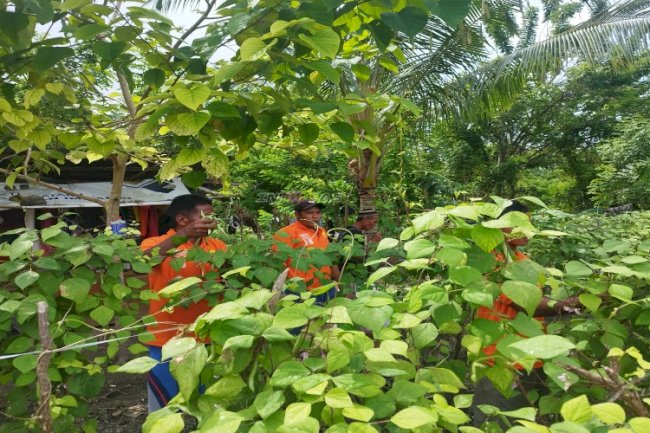 Dukung 15 Program Aksi Kemenimipas, Lapas Namlea Panen Puluhan Kg Buncis