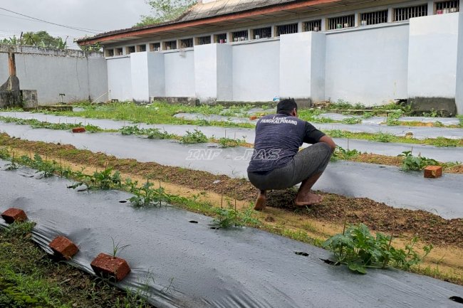 Dari Lahan Marginal, Warga Binaan Lapas Pangkalpinang Hijaukan Blok Hunian