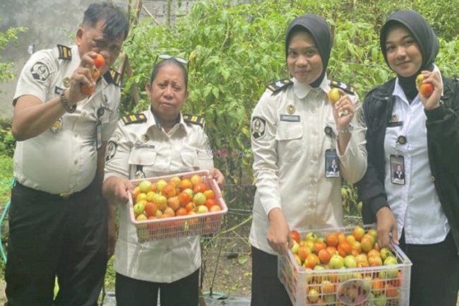 Panen Kangkung dan Tomat, Lapas Wahai Buktikan Kemandirian Pangan di Lahan Terbatas