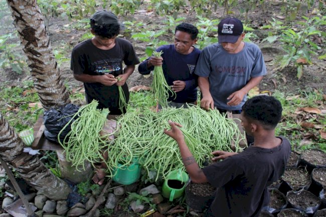 Panen Kacang Panjang, Lapas Piru Dorong Kemandirian Warga Binaan lewat Kebun Produktif