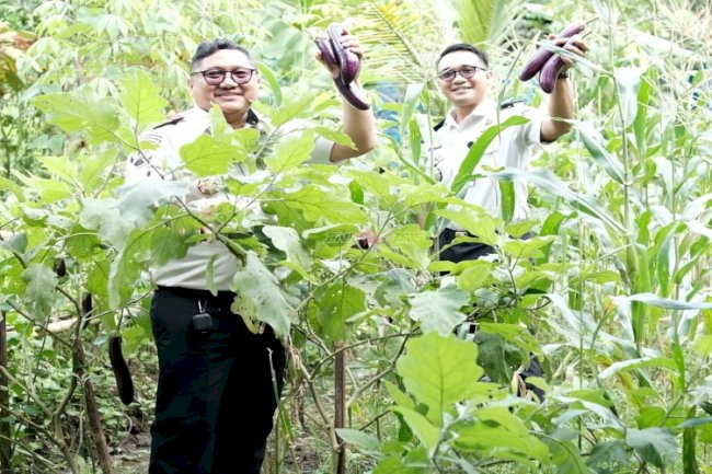 Ketahanan Pangan dan Pembinaan Berjalan Seiring, Lapas Tabanan Kembali Panen Jagung dan Terong