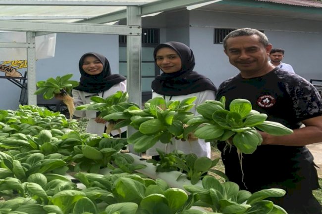 Panen Pakcoy Hidroponik di Lapas Ambon, Warga Binaan Ikut Berdaya