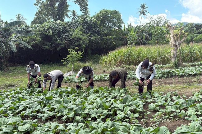 Dukung Ketahanan Pangan Nasional, Lapas Leok Panen Hasil Pertanian Warga Binaan