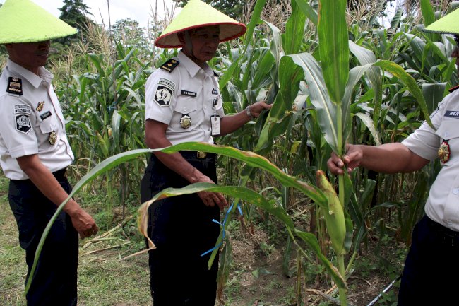Panen Raya Serentak Pemasyarakatan, Jagung dan Kacang Panjang Jadi Andalan Lapas Piru