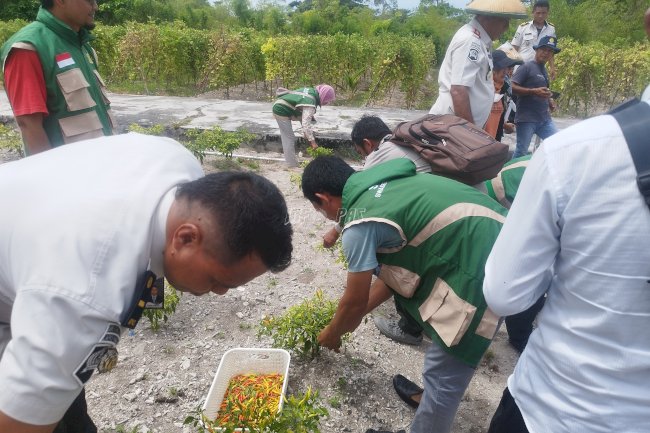 Ikut Panen Raya Serentak, Lapas Namlea Panen Aneka Sayur Mayur