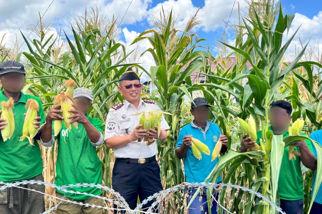 Program Kemandirian Berbuah Hasil, Lapas Luwuk Ikuti Panen Raya Serentak Nasional