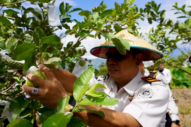 Dukung Ketahanan Pangan, Panen Raya Kanwil Ditjenpas Sulteng Tembus 1 Ton